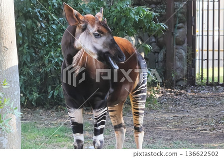 Okapi Okapi 136622502