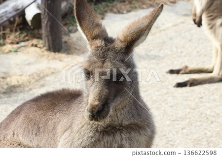 Kangaroo Kangaroo 136622598