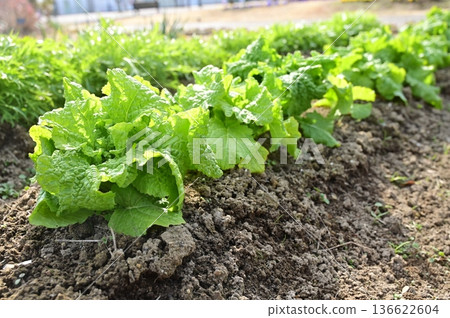Planting turnip (Brassicaceae) in the ground 136622604