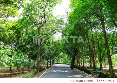 green park scenery 136622605