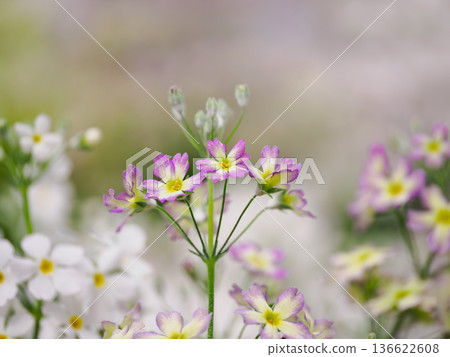 Gentle pastel-colored spring flower beds Gentle pastel-colored spring flower beds 136622608
