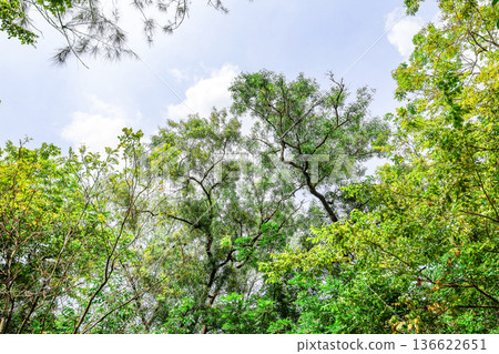樹和藍天 136622651