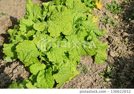 在地裡種植蕪菁（十字花科） 136622652