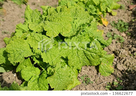 Planting turnip (Brassicaceae) in the ground 136622677