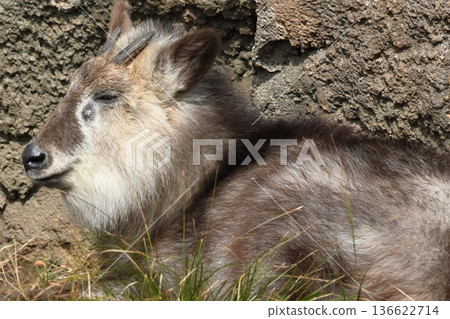 Japanese serow Japanese serow 136622714