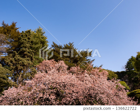 Winter cherry blossoms blooming under the blue sky - Early spring scenery Winter cherry blossoms blooming under the blue sky - Early spring scenery 136622722