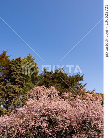 Looking up at the winter cherry blossoms and spring sky 136622723