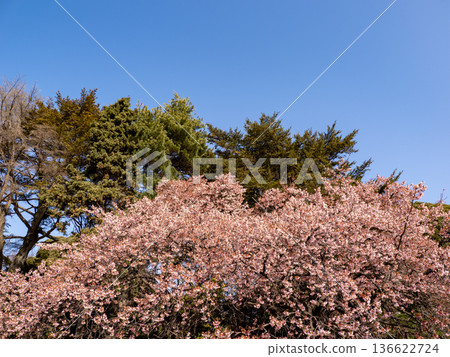 公園裡盛開的冬櫻花 公園裡盛開的冬櫻花 136622724