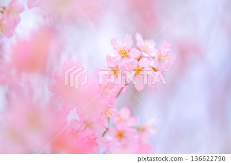 柔和盛開的櫻花春季背景素材 136622790