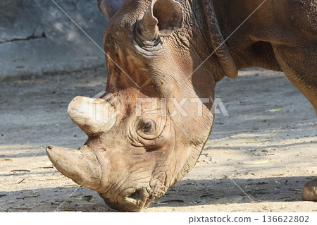 Japanese cypress 136622802