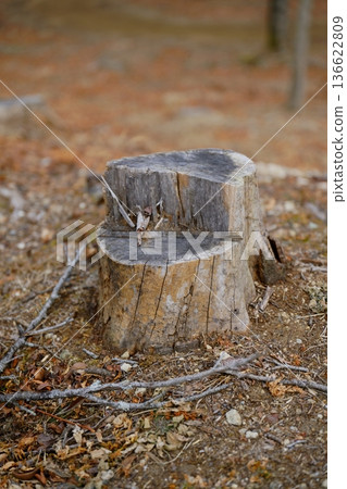 Irregular stump Irregular stump 136622809