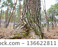 松樹根和樹皮 136622811