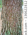 松樹皮 136622812