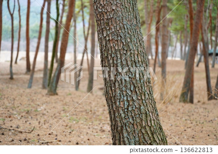 松樹林（側面） 136622813