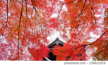 絢麗的秋葉和南禪寺的三門 136622859