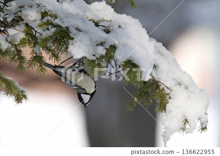 A great tit doing an upside-down Ina Bauer on a snow-covered branch. 136622955