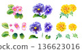 Watercolor illustration set of three spring flower seedlings (begonia, pansy, marigold) 136623016