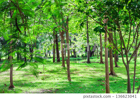 Lush green forest Lush green forest 136623041