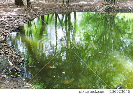 The surface of a pond surrounded by trees The surface of a pond surrounded by trees 136623046