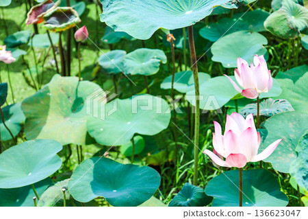 A pond lined with lotus leaves and flowers A pond lined with lotus leaves and flowers 136623047