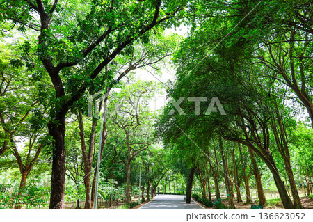 綠色公園風光 136623052