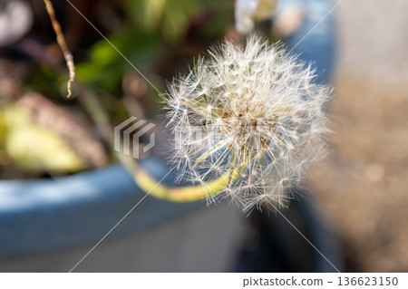 Round fluff 136623150