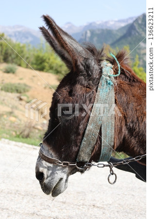 Donkey sunny mountains. High quality photo Donkey sunny mountains. High quality photo 136623211