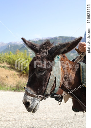 Donkey sunny mountains. High quality photo 136623213