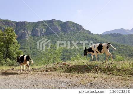 calves in the green mountains. High quality photo calves in the green mountains. High quality photo 136623238