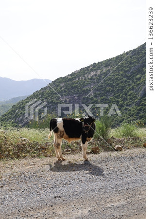 calves in the green mountains. High quality photo calves in the green mountains. High quality photo 136623239