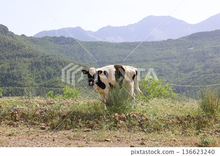 calves in the green mountains. High quality photo calves in the green mountains. High quality photo 136623240
