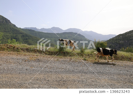calves in the green mountains. High quality photo calves in the green mountains. High quality photo 136623243