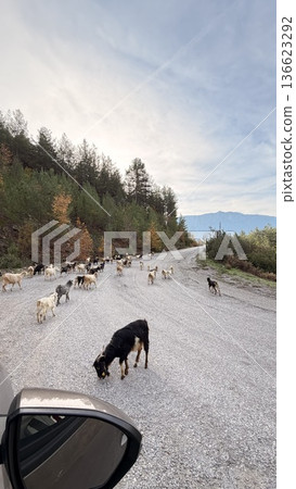 Goats forest road. Mountain road forest. coniferous trees and yellow foliage. High quality 4k footage Goats forest road. Mountain road forest. coniferous trees and yellow foliage. High quality 4k footage 136623292