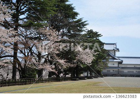 在金澤城堡的櫻花 136623383
