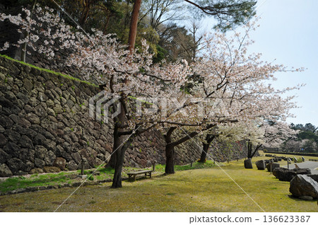 Cherry blossoms at Kanazawa castle 136623387
