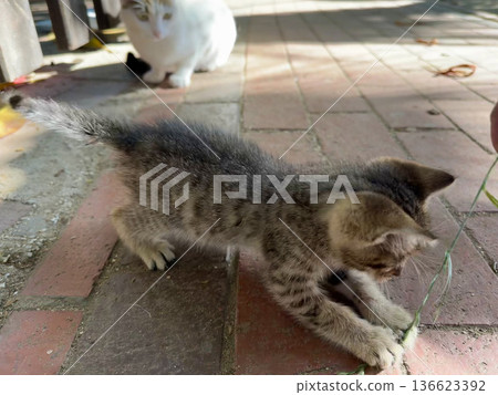 Kitten playing pavement. High quality photo 136623392