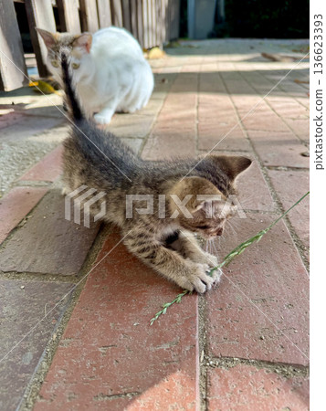Kitten playing pavement. High quality photo 136623393