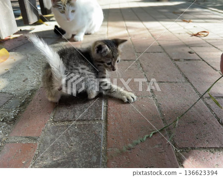 Kitten playing pavement. High quality photo 136623394