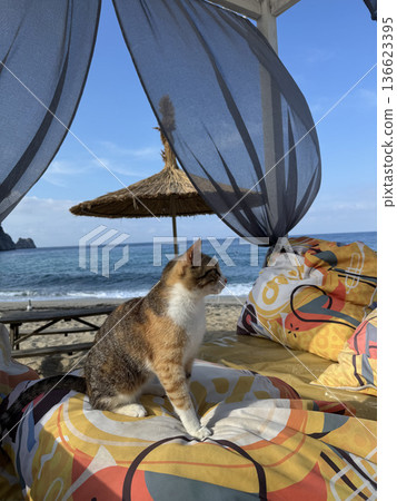 Cat beach chair. street cat walks through the evening city. High quality photo 136623395