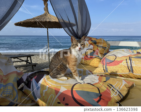Cat beach chair. street cat walks through the evening city. High quality photo Cat beach chair. street cat walks through the evening city. High quality photo 136623398