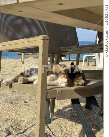 Cat beach chair. street cat walks through the evening city. High quality photo Cat beach chair. street cat walks through the evening city. High quality photo 136623411