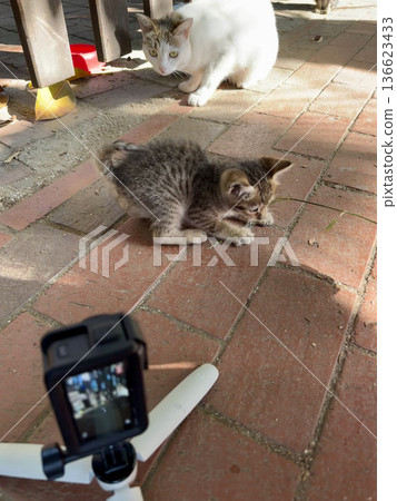 Kitten playing pavement. High quality photo 136623433