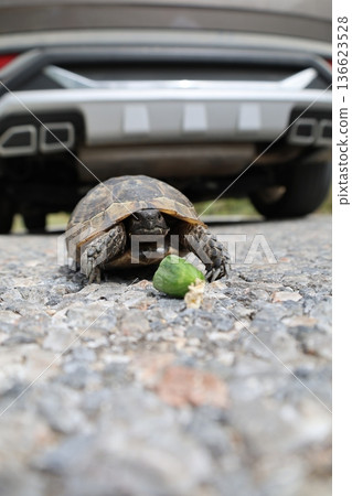 Turtle rocky terrain.Tortoise amidst grass. High quality photo Turtle rocky terrain.Tortoise amidst grass. High quality photo 136623528