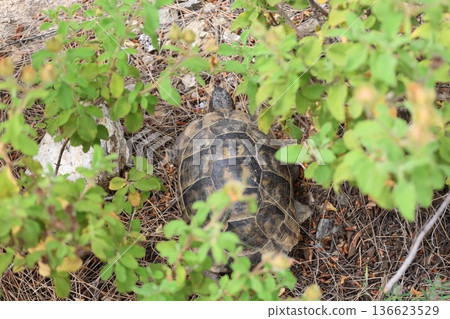 Turtle rocky terrain.Tortoise amidst grass. High quality photo Turtle rocky terrain.Tortoise amidst grass. High quality photo 136623529