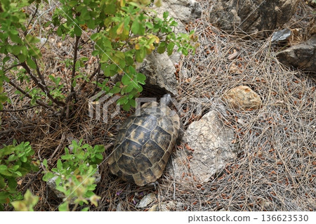 Turtle rocky terrain.Tortoise amidst grass. High quality photo Turtle rocky terrain.Tortoise amidst grass. High quality photo 136623530