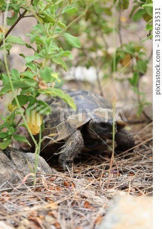 Turtle rocky terrain.Tortoise amidst grass. High quality photo Turtle rocky terrain.Tortoise amidst grass. High quality photo 136623531