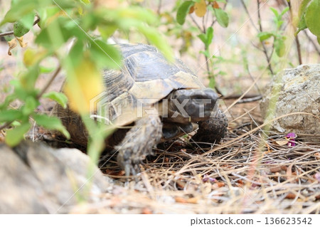 Turtle rocky terrain.Tortoise amidst grass. High quality photo Turtle rocky terrain.Tortoise amidst grass. High quality photo 136623542