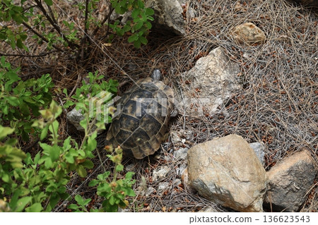 Turtle rocky terrain.Tortoise amidst grass. High quality photo Turtle rocky terrain.Tortoise amidst grass. High quality photo 136623543
