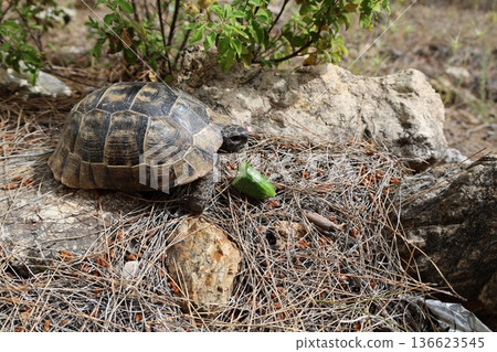Turtle rocky terrain.Tortoise amidst grass. High quality photo Turtle rocky terrain.Tortoise amidst grass. High quality photo 136623545