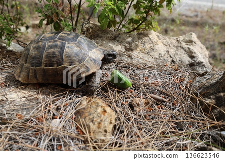 Turtle rocky terrain.Tortoise amidst grass. High quality photo Turtle rocky terrain.Tortoise amidst grass. High quality photo 136623546